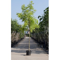 Gele schijn acacia Robinia ps. Frisia h 250 cm st. omtrek 8 cm