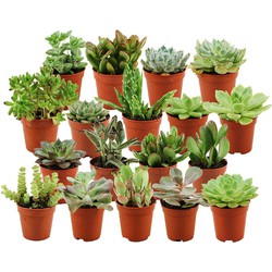 ZynesFlora - Mini Succulenten Mix - 18 Stuks - Ø 5,5 cm - Hoogte: 5-10 cm - Vetplant - Kamerplant