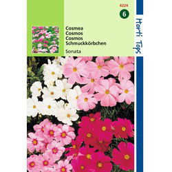 2 stuks - Cosmos Bipinnatus Sonata Gemengd