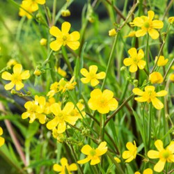 2 stuks! Ranunculus flammula potmaat P9 - Moerings