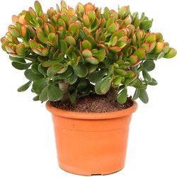 Crassula ovata Sunset - Vetplant - Kamerplant - Potmaat 17cm - Hoogte 30-35cm