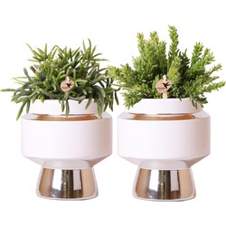 Kolibri Greens | Rhipsalis set van 2 planten in zilveren Le Chic sierpotten - keramiek  potmaat Ø9cm