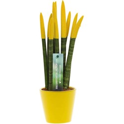 Sansevieria Cylindrica - Velvet Touchz - Hoogte 20-40cm - Pot 9cm