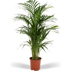 Hello Plants Areca Palm Goudpalm - Ø 19 cm Pot - Hoogte: 85 cm - Areca Dypsis Lutescens