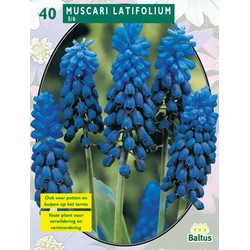 2 stuks - Muscari Latifolium per 40