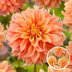 Dahlia Tyrell - Set van 3 - Dahliaknollen