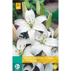 5 stuks - Lilium wit 2 bollen