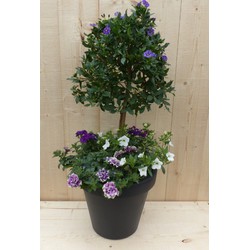 Plastic plantenbak antraciet Solanum Nachtschade met zomerbloeiers paars/wit h80 cm