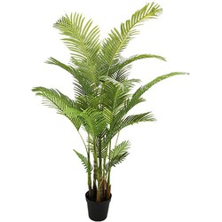 Areca palm 190 cm - Buitengewoon de Boet