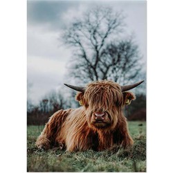 Schilderij Schotse Hooglander Liggend in het Gras, kleur