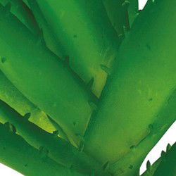 Repto Aquadistri plant aloe vera