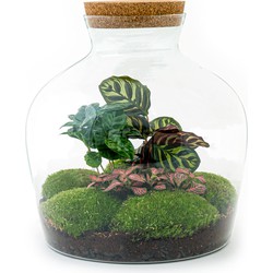 URBANJNGL - Planten terrarium • Fat Joe Coffea • Ecosysteem plant • ↑ 30 cm