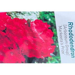 Rhododendron Markeetas Prize - Warentuin Natuurlijk