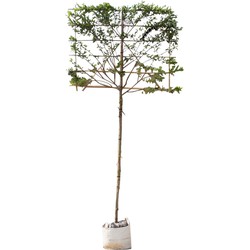 Krentenboom leiboom 200 cm Amelanchier lamarckii 320 cm