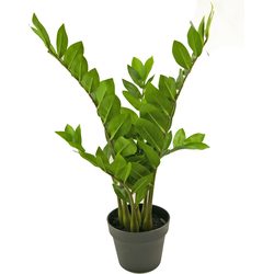 Hoyz Greenery - Kunstplant Zamioculcas 65 cm