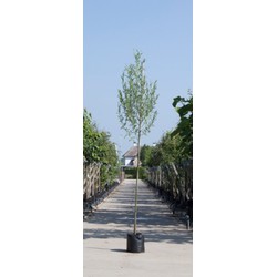 2 stuks! Witte wilg Salix alba h 250 cm st. omtrek 8 cm boom