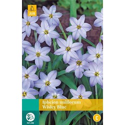 3 stuks - Ipheion un. Wisley Blue 15 bollen