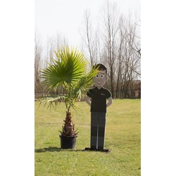 Mexicaanse waaierpalm Wasthingtonia robusta h 110 cm st. h 45 cm