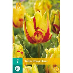 Tulipa texas flame