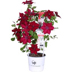 Hello Plants Clematis Boulevard Nubia Bosrank - Klimplant - Ø 19 cm - Hoogte: 70 cm