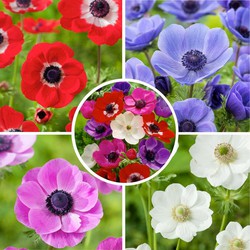 Anemone de Caen Mix x100 - Bloembollen winterhard - Tuin, pot of balkon