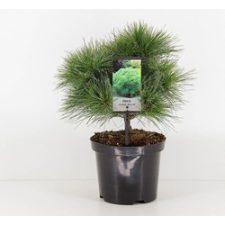 Pinus strobus minima