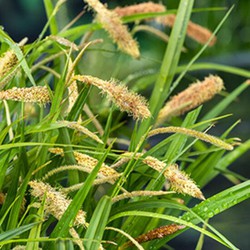 Hangende zegge Carex pendula P9