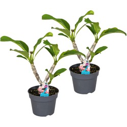 Plumeria Frangipani Hawaii - Set van 2 - Pot 17cm - Hoogte 45-55cm