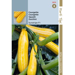 HTS Courgette Sunstripe F1, geel - Hortitops