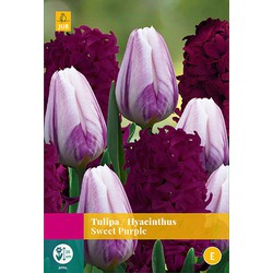 Tulipa/Hyacinthus Sweet Purple, 10 bloembollen