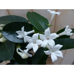 Stephanotis Floribunda - Warentuin Natuurlijk