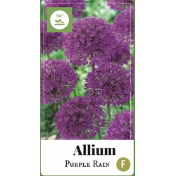 2 stuks - Allium Purple Rain 35 bollen