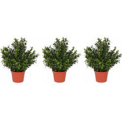 Set van 3x stuks buxus kunstplanten in pot 31 cm - Kunstplanten