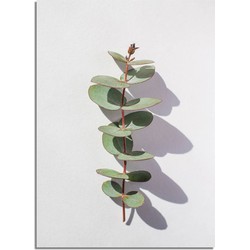 Eucalyptus blad tak abstract - Botanische poster - A4 poster (21x29,7cm)