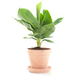 Bananenplant (Musa) incl. terracotta pot