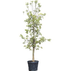 Oude appelboom Elstar Malus domestica Elstar 225 cm