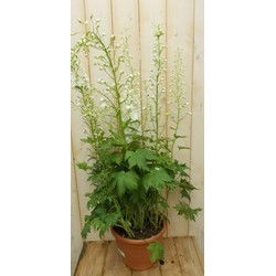3 stuks - 
