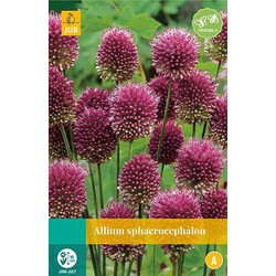 5 stuks - Allium sphaerocephalon 20 bollen