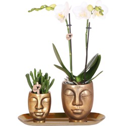 Kolibri Company - Set van witte orchidee en Succulent op gouden dienblad - vers van de kweker