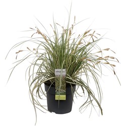 Hello Plants Carex Hachijoensis Evergold Zegge - Siergras - Ø 14 cm - Hoogte: 30 cm