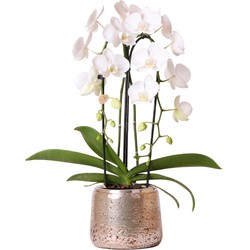 Kolibri Orchids | Witte Phalaenopsis orchidee Niagara Fall Pure Silk in zilverkleurige Luxury sierpot - Ø12cm