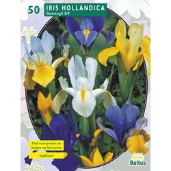 2 stuks - Iris Hollandica per 50