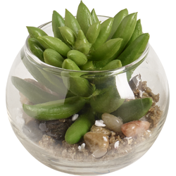 Succulente echeveria in rond terrarium kunstgroen H8
