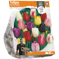 Tulipa Darwin Mixed per 10 bloembollen