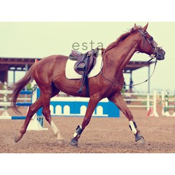 ESTAhome fotobehang paard bruin - 232,5 cm x 2,79 m - 158806