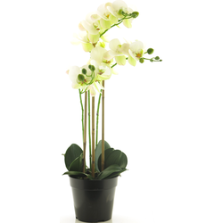 (Best) RT Phalaenopsis Bora x3 in pot 60cm white - Nova Nature