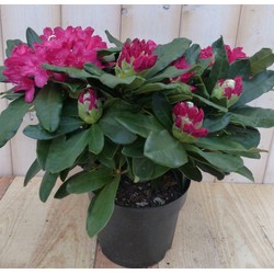 Rododendron 40 cm rood