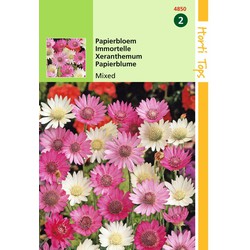 2 stuks - HT Xeranthemum, Papierbloem gemengd