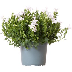 Campanula Addenda - Klokjesbloem purple potmaat 12cm - vaste plant - winterhard - White