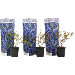 Blauwe bes 'Sunshine Blue' - Set van 3 - Bessenplant - Pot 9cm - Hoogte 25-40cm